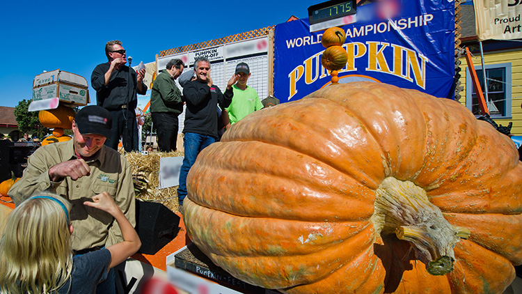 A giant pumpkin on a scale