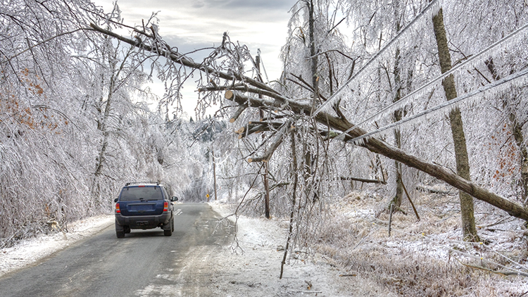 Car in snow near fallen tree