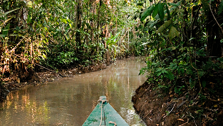 Amazon Rainforest,