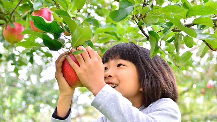 Girl picking an apple