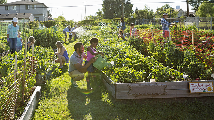 community vegetable garden