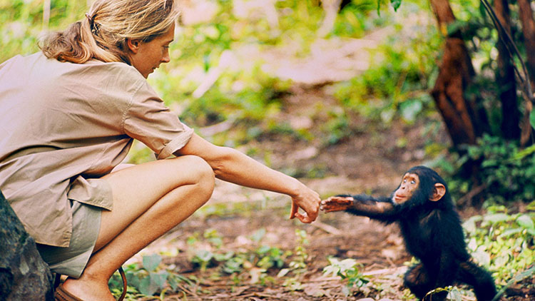 Mujer se acerca a un chimpancé, el chimpancé se inclina hacia atrás