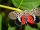 a spotted lanternfly