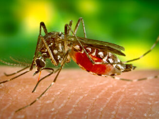 Closeup of mosquito biting a person's skin