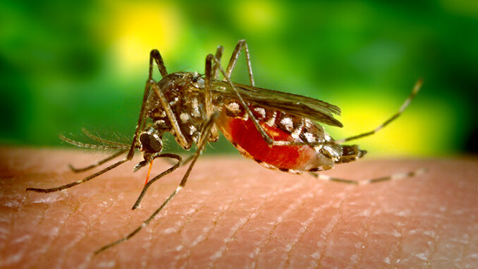Original Title: aegypti_682sRGB.TIF Closeup of mosquito biting a person's skin