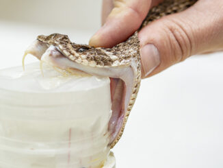 Western Diamondback Rattlesnake