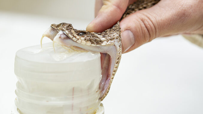 Western Diamondback Rattlesnake