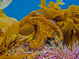 A yellow octopus against yellow seaweed.