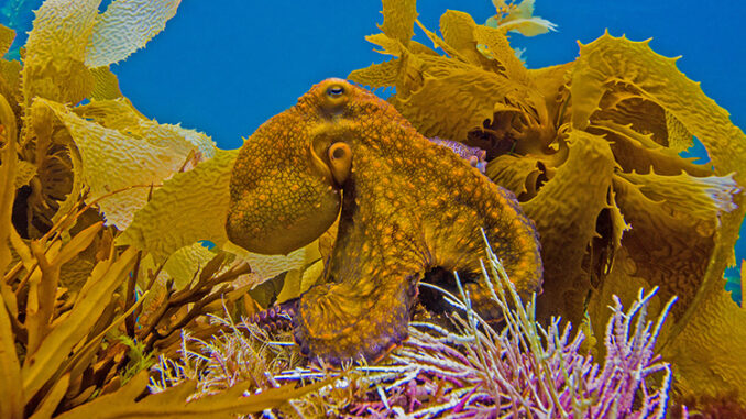 A yellow octopus against yellow seaweed.