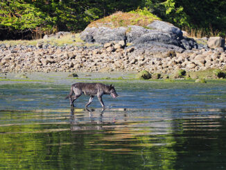 Un lobo costero solitario explora la zona intermareal en la isla de Vancouver, Canadá.
