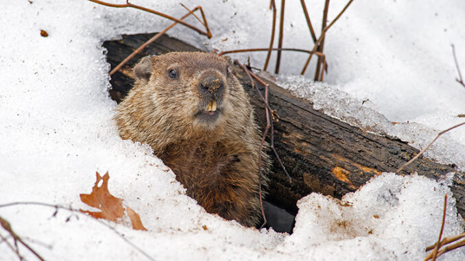 Una marmota saliendo de su madriguera, que está cubierta de nieve.