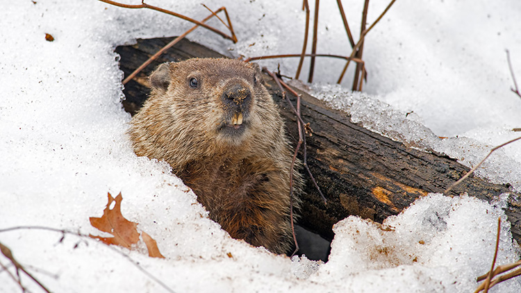 Una marmota saliendo de su madriguera, que está cubierta de nieve.