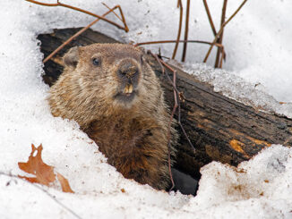 A groundhog emerging from a snow-covered den.