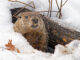 A groundhog emerging from a snow-covered den.