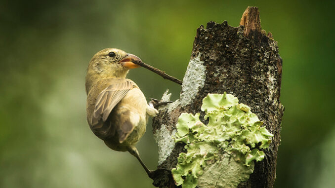 Pinzón carpintero usando un palito como herramienta para buscar comida.
