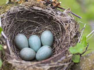 A bird nest on a tree branch with five blue eggs inside.