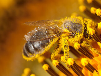 Abeja cubierta de polen