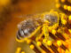 Abeja cubierta de polen