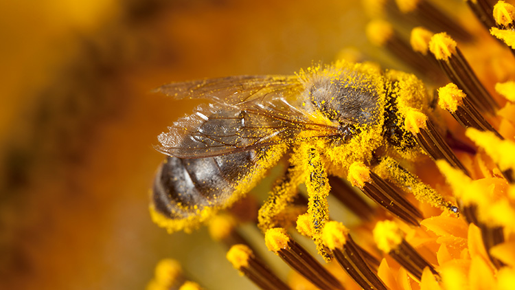Bee covered in pollen.