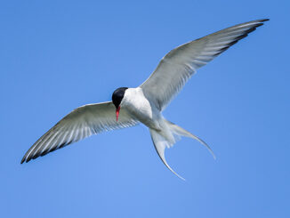 arctic tern