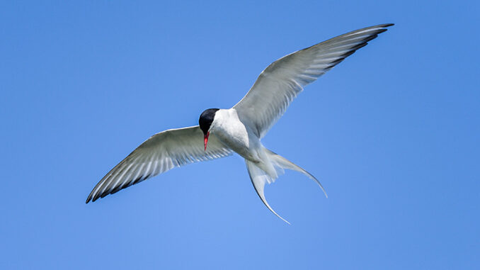 arctic tern